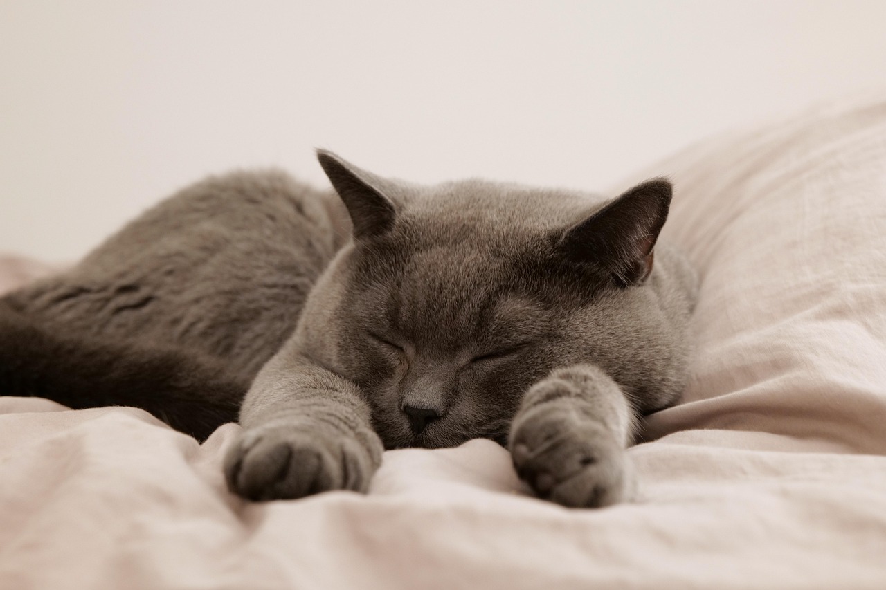 ベッドとマットレスの比較で快適な睡眠を得るためのポイントは？